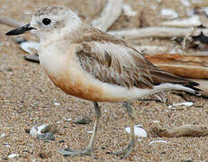 New Zealand Plover