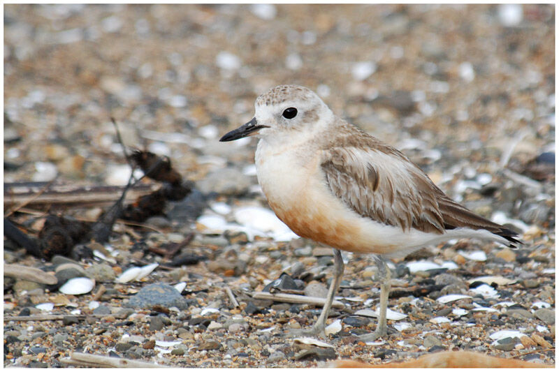 New Zealand Plover