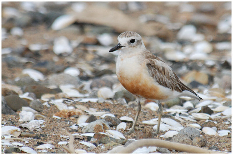 New Zealand Ploveradult breeding