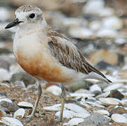 New Zealand Plover