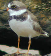 Semipalmated Plover