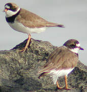 Semipalmated Plover