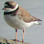 Semipalmated Plover