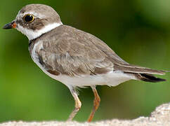 Semipalmated Plover