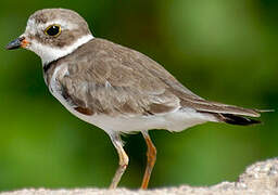 Semipalmated Plover