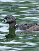 Pied-billed Grebe