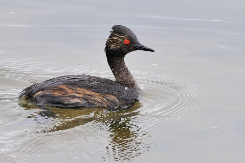 Black-necked Grebeadult