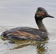 Black-necked Grebe