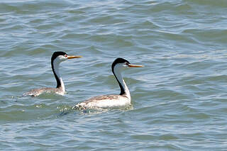 Grèbe à face blanche adulte pain113156