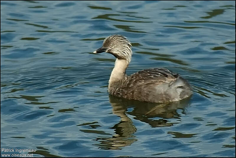 Grèbe argentéadulte, identification