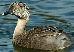 Hoary-headed Grebe