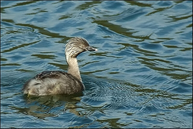 Hoary-headed Grebeadult