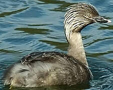 Hoary-headed Grebe