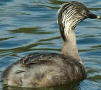 Hoary-headed Grebe