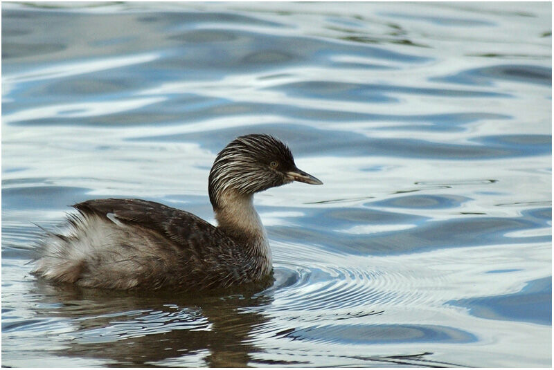 Hoary-headed Grebeadult breeding