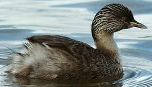 Hoary-headed Grebe