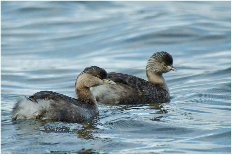 Hoary-headed Grebeadult post breeding