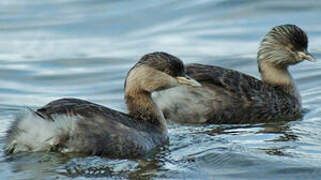 Hoary-headed Grebe