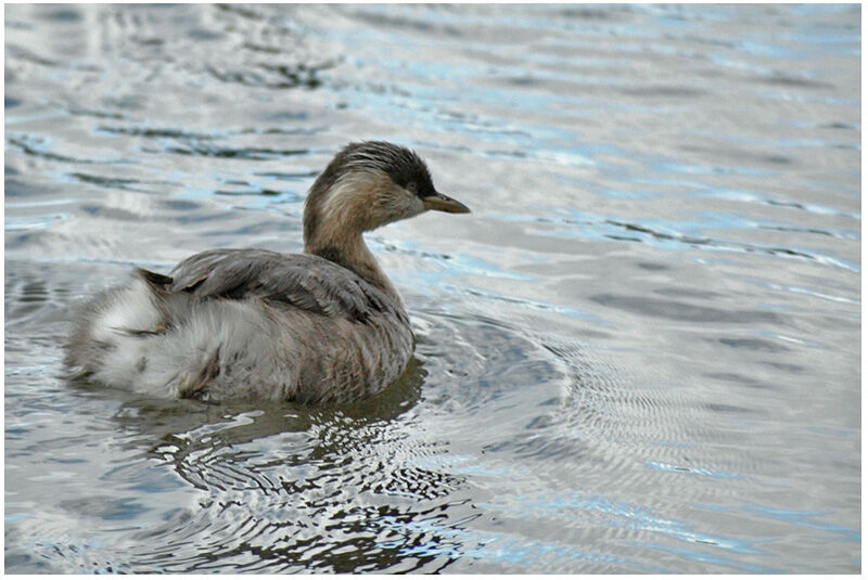 Hoary-headed Grebeadult post breeding