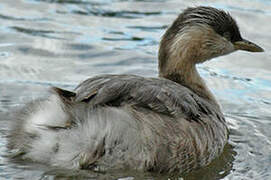 Hoary-headed Grebe