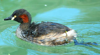 Australasian Grebe