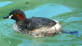 Australasian Grebe