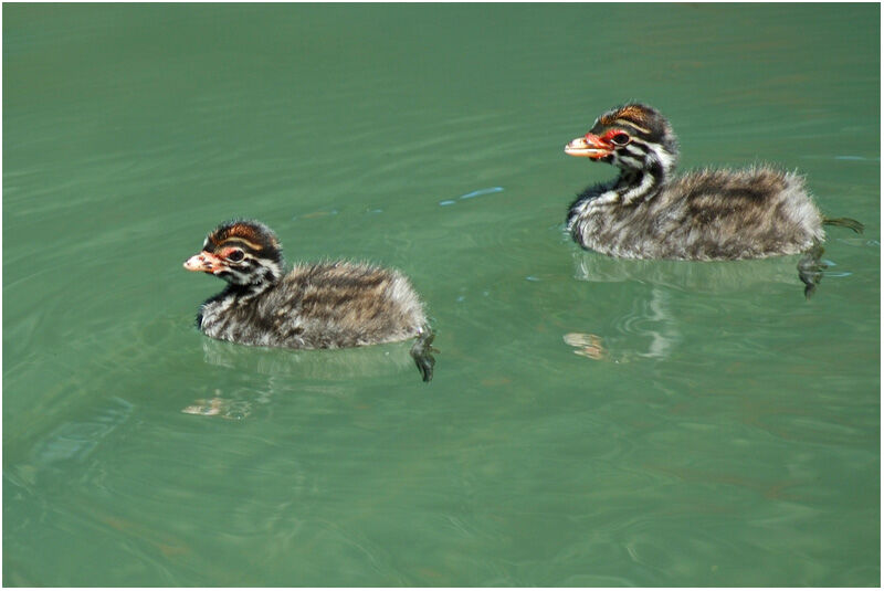 Australasian Grebejuvenile