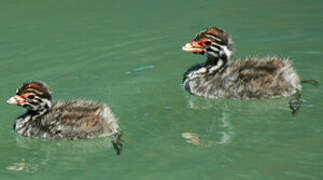 Australasian Grebe