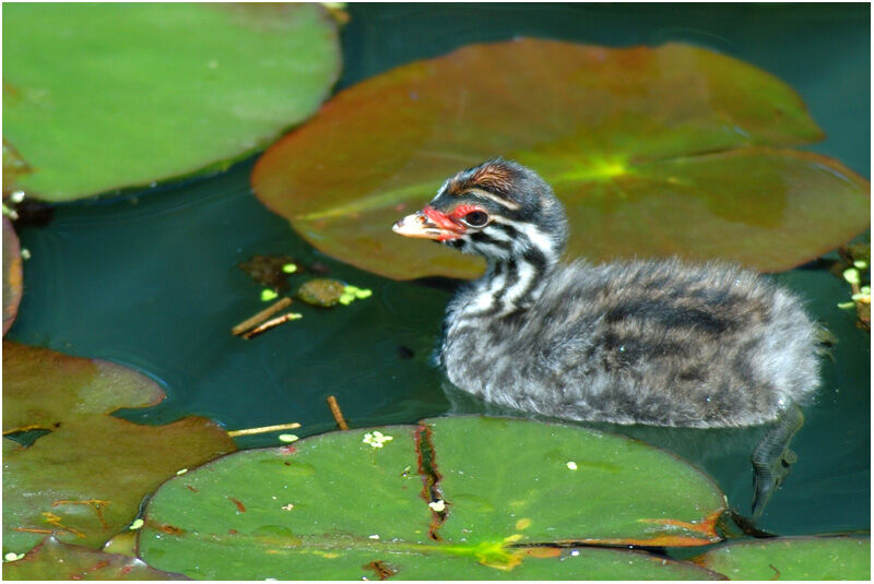 Australasian Grebejuvenile