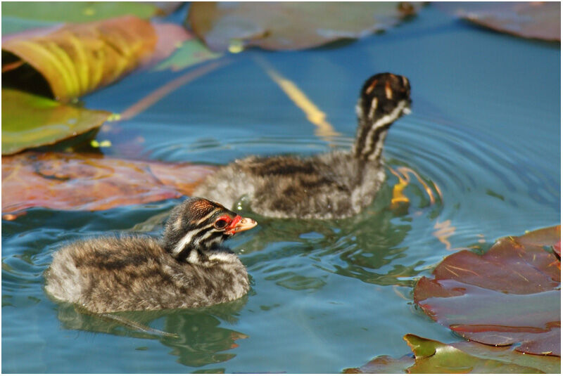 Australasian Grebejuvenile