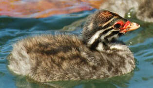 Australasian Grebe