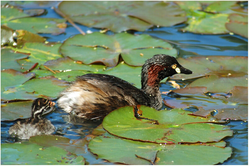 Australasian Grebeadult