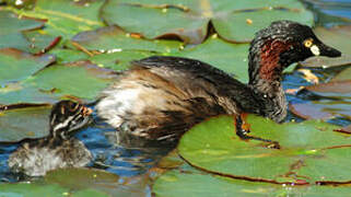 Australasian Grebe