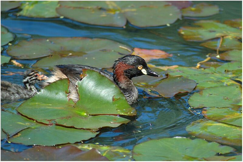 Australasian Grebeadult