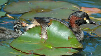 Australasian Grebe