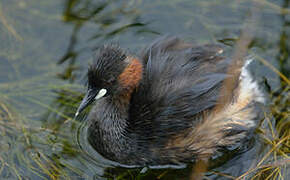 Little Grebe