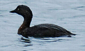 New Zealand Grebe