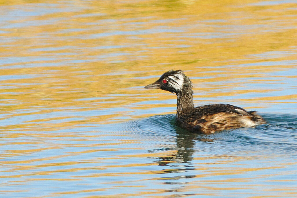 Grèbe de Rollandadulte, identification