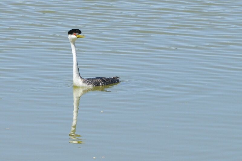 Western Grebeadult breeding