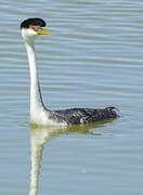 Western Grebe