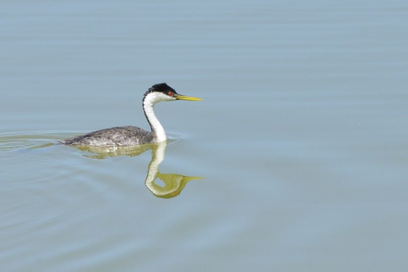 Western Grebeadult breeding