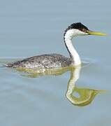 Western Grebe