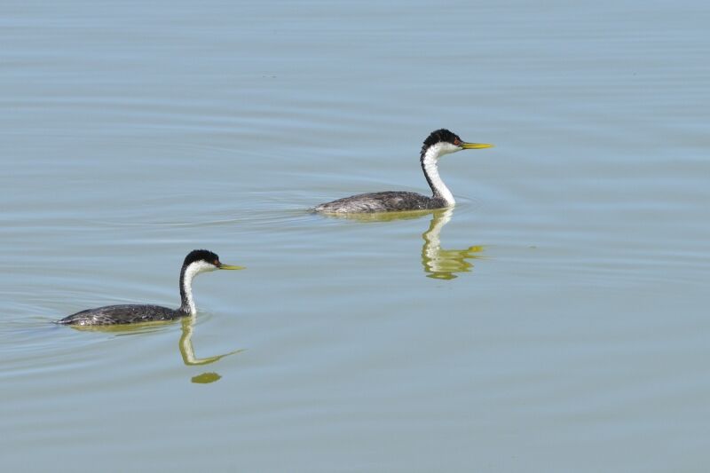 Western Grebeadult breeding