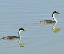 Western Grebe