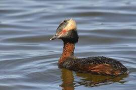 Horned Grebe