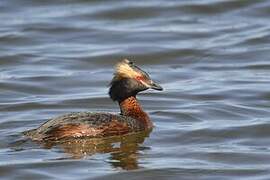 Horned Grebe