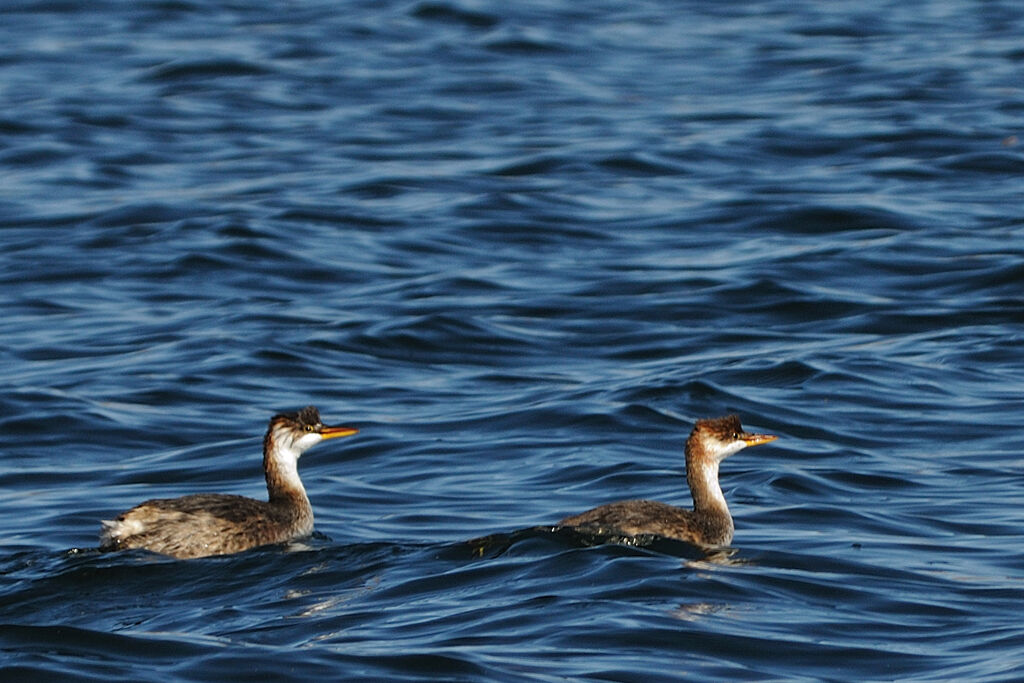 Titicaca Grebeadult, identification