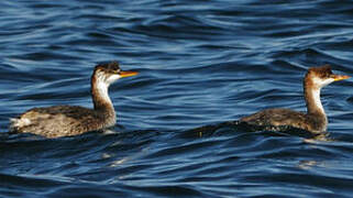 Titicaca Grebe