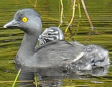 Least Grebe