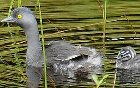 Least Grebe